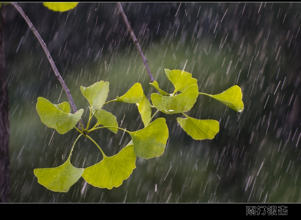 雨打银杏 摄影 尘中客