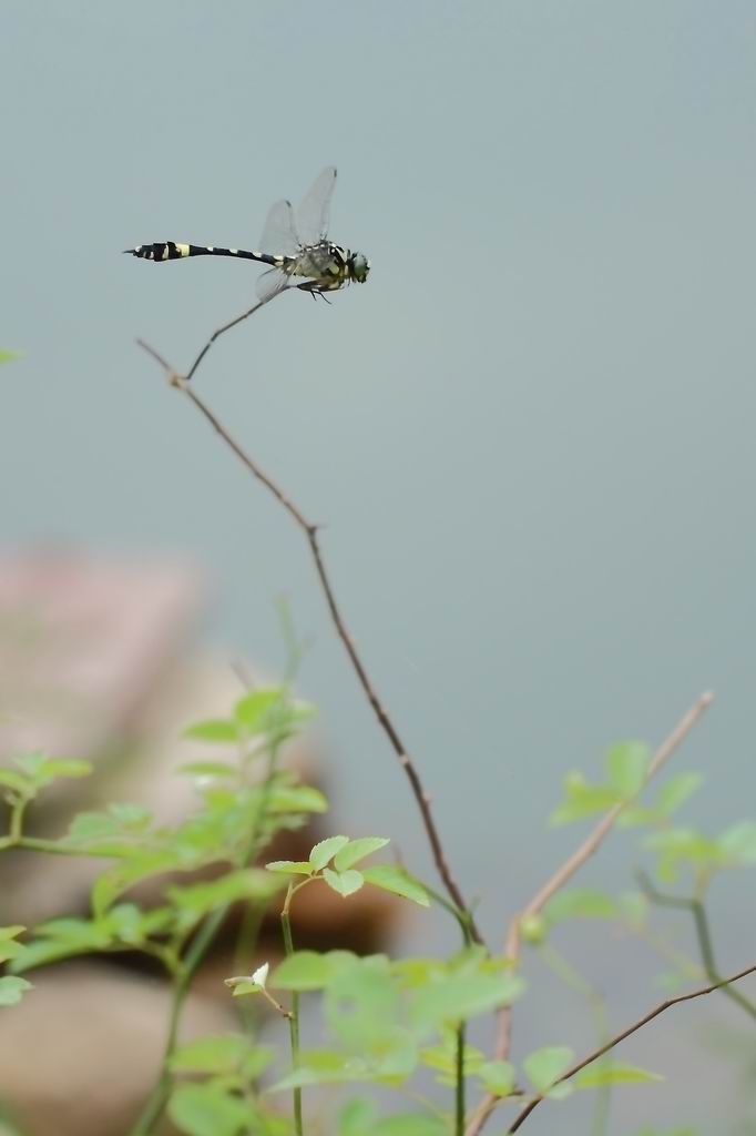 蜻蜓 摄影 旷海山