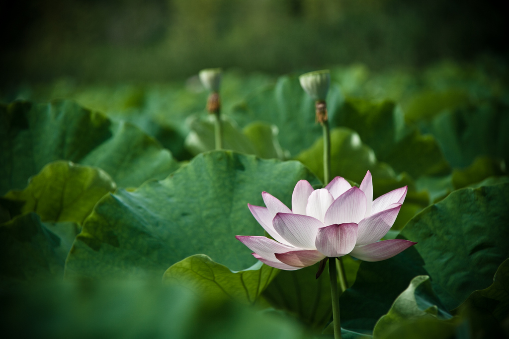 素莲 摄影 此花一时明亮