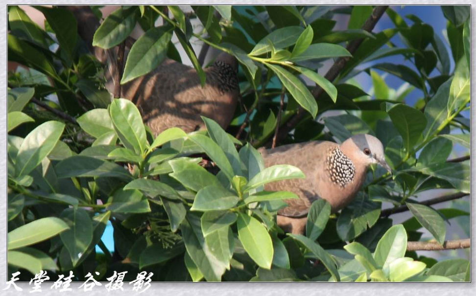 颈珠斑鸠2 摄影 天堂硅谷