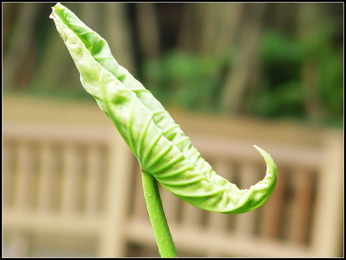 荷 摄影 红棉