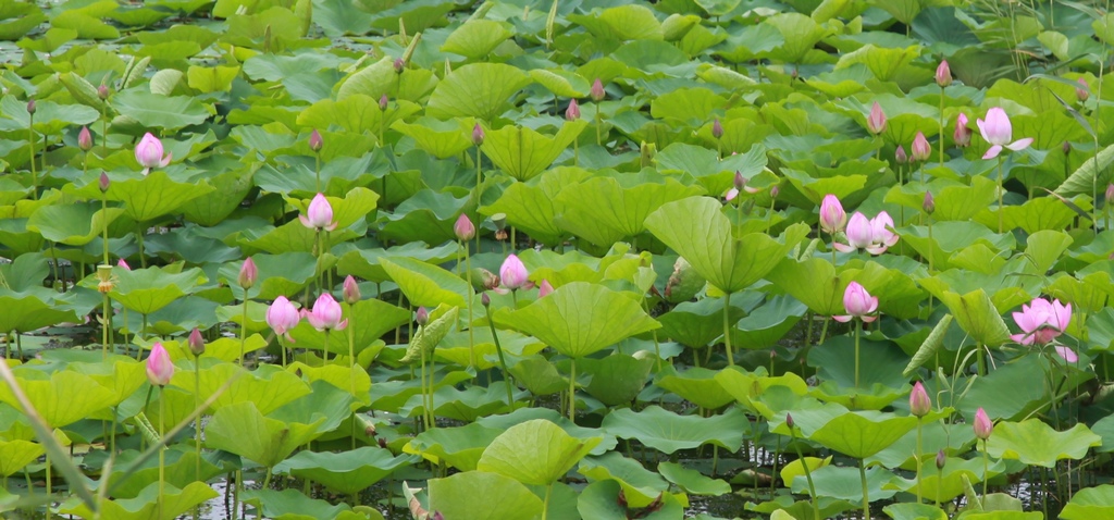 查干湖=荷花湖 摄影 土拉喀