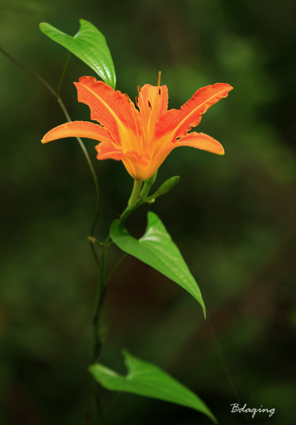 萱草花 摄影 Bdaqing