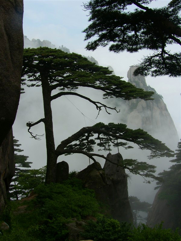 黄山迎客松 摄影 游天地