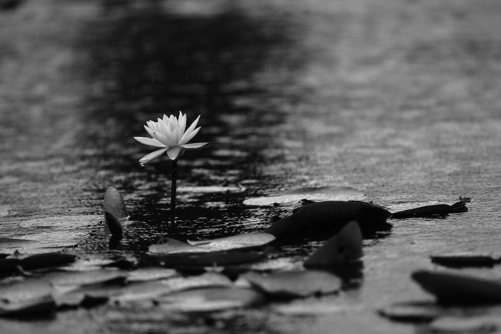 雨中·莲  二 摄影 纤云磨墨