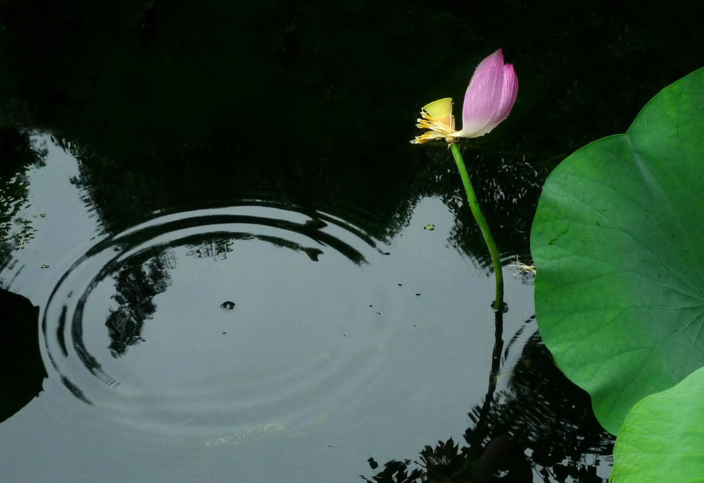 小荷清漪图 摄影 林雨