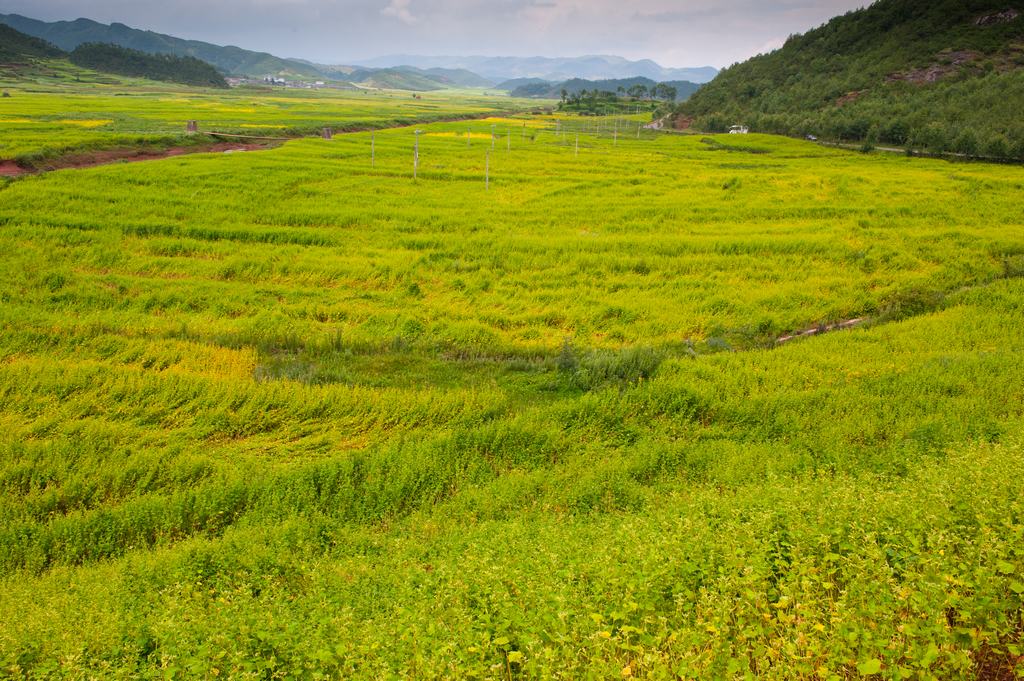 大凉山苦荞(苦荞麦) 摄影 曲木子撒