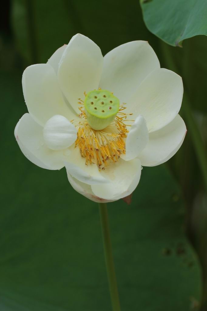 莲花 摄影 旷海山