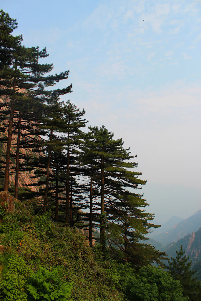 黄山松 摄影 那年那月