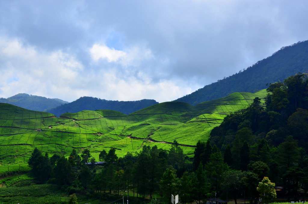 本哲茶山 摄影 印华