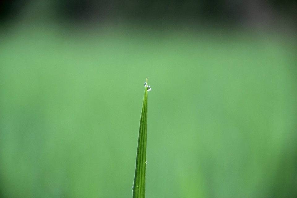 雨露 摄影 无法忘记