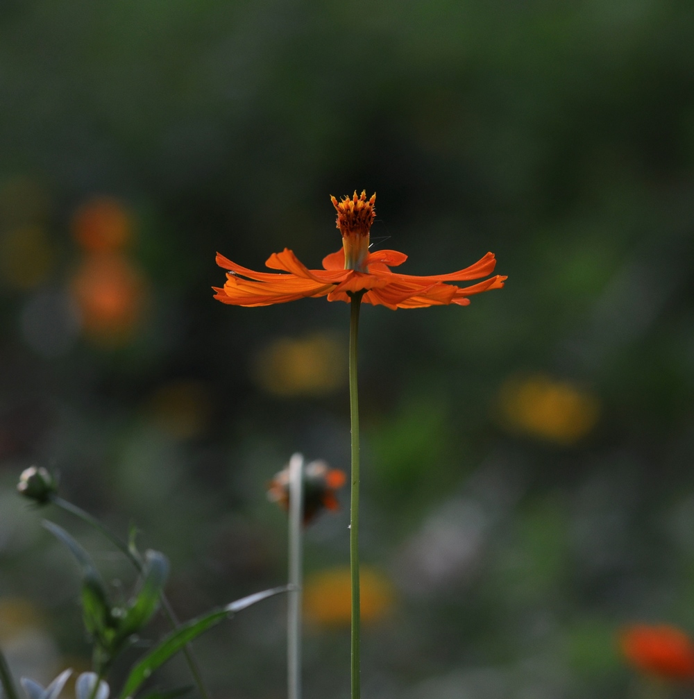 小花儿--亭亭玉立 摄影 夏至秋实