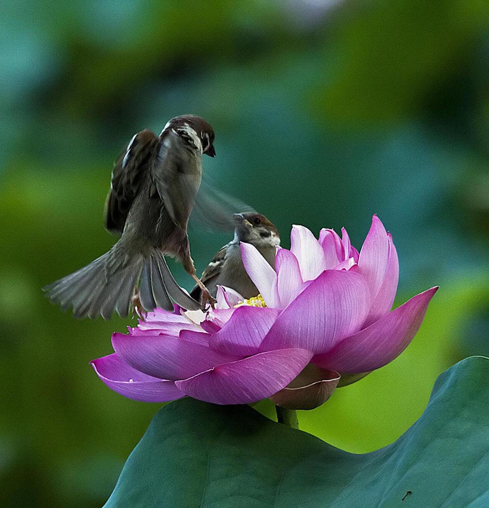 小麻雀 摄影 张潇芸