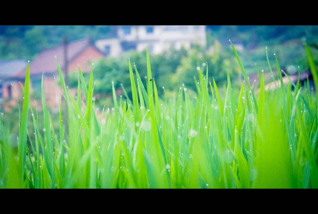 雨后稻尖 摄影 拿铁嗑嗑