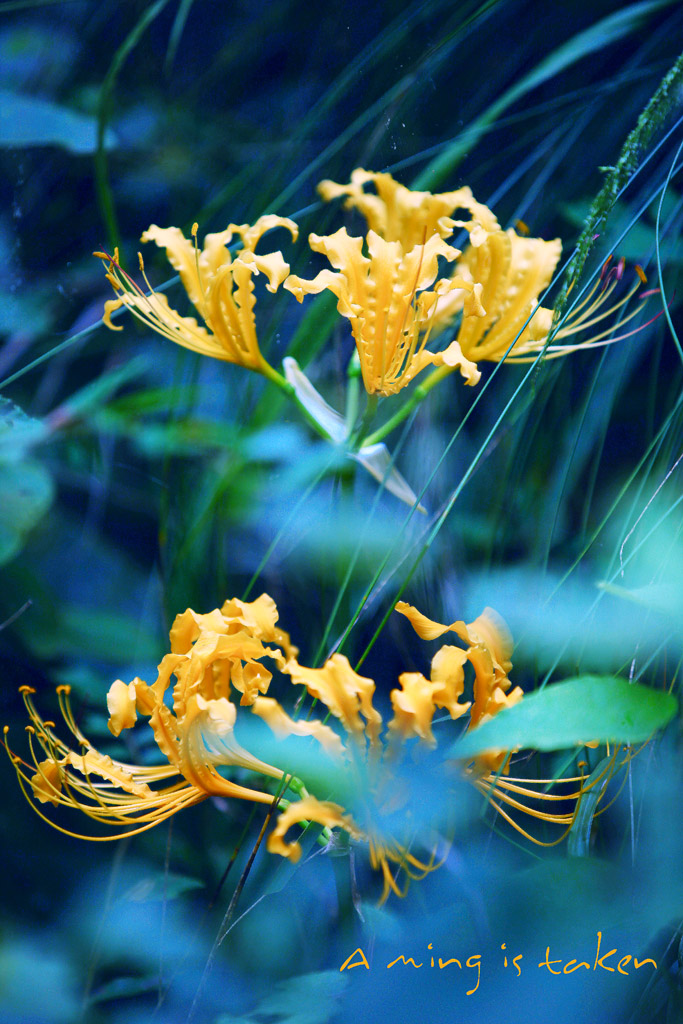 野黄花 摄影 AM阿明