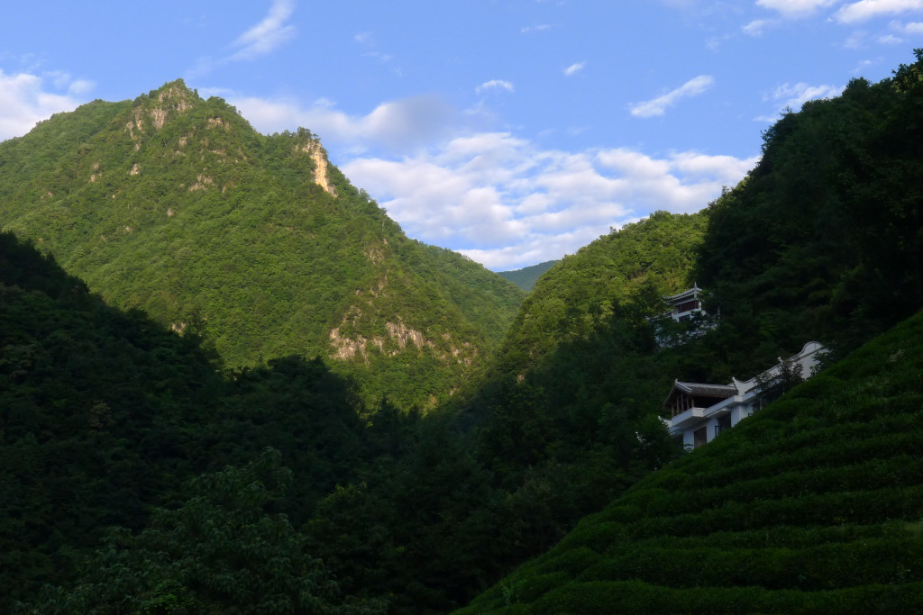 神农架 摄影 山雀