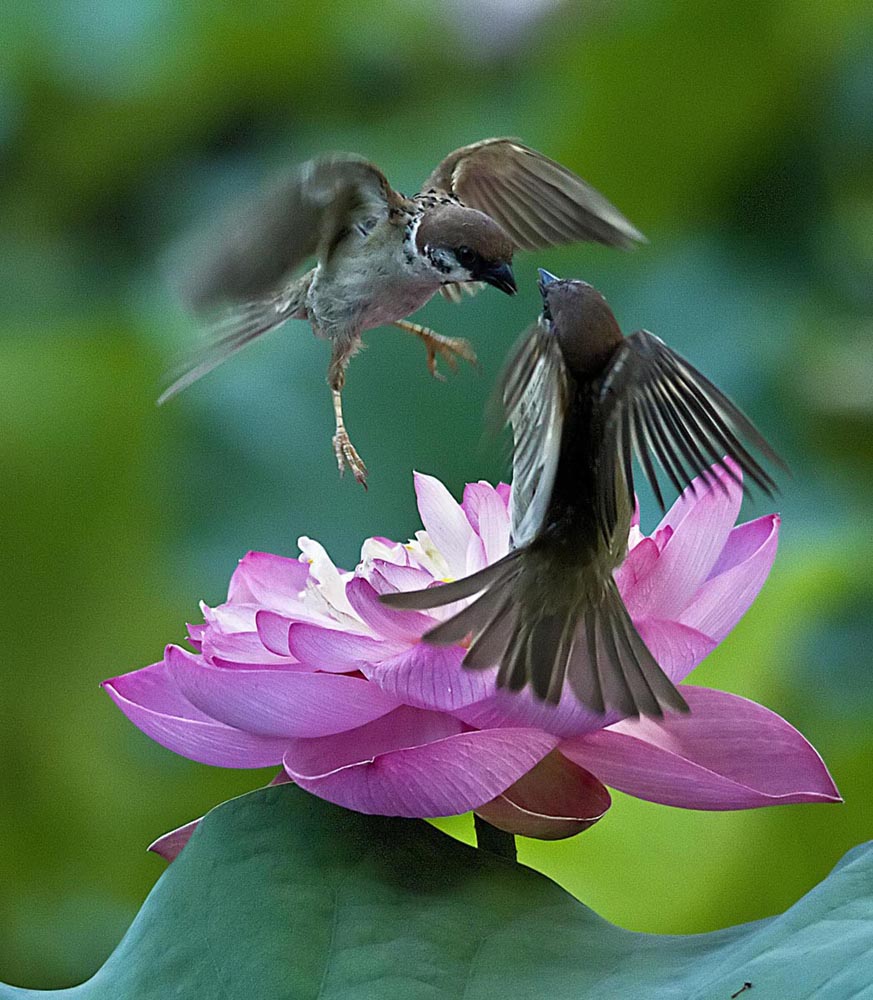 小麻雀1 摄影 张潇芸