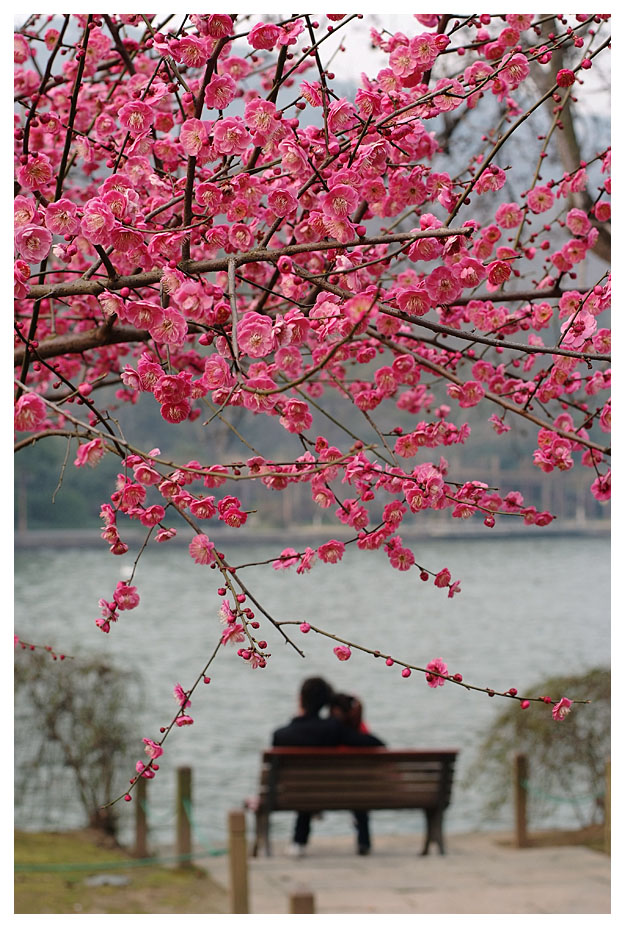 春暖花开时 摄影 陈维