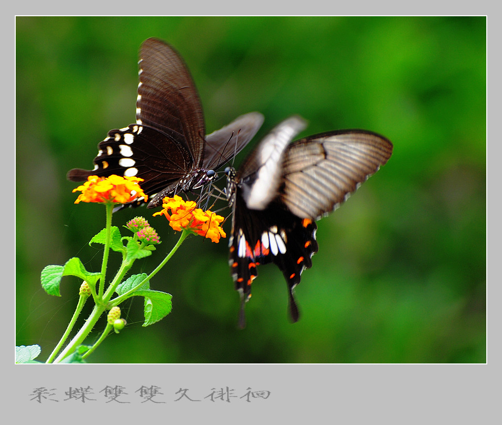 芭蕾舞蝴蝶剧《梁祝》——序曲   花台相会诉衷情  （5） 摄影 竹林後山人