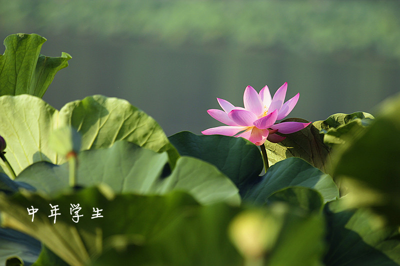 荷花 摄影 中年学生