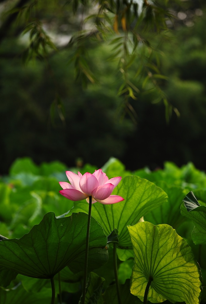 花红柳绿 摄影 秀水青山