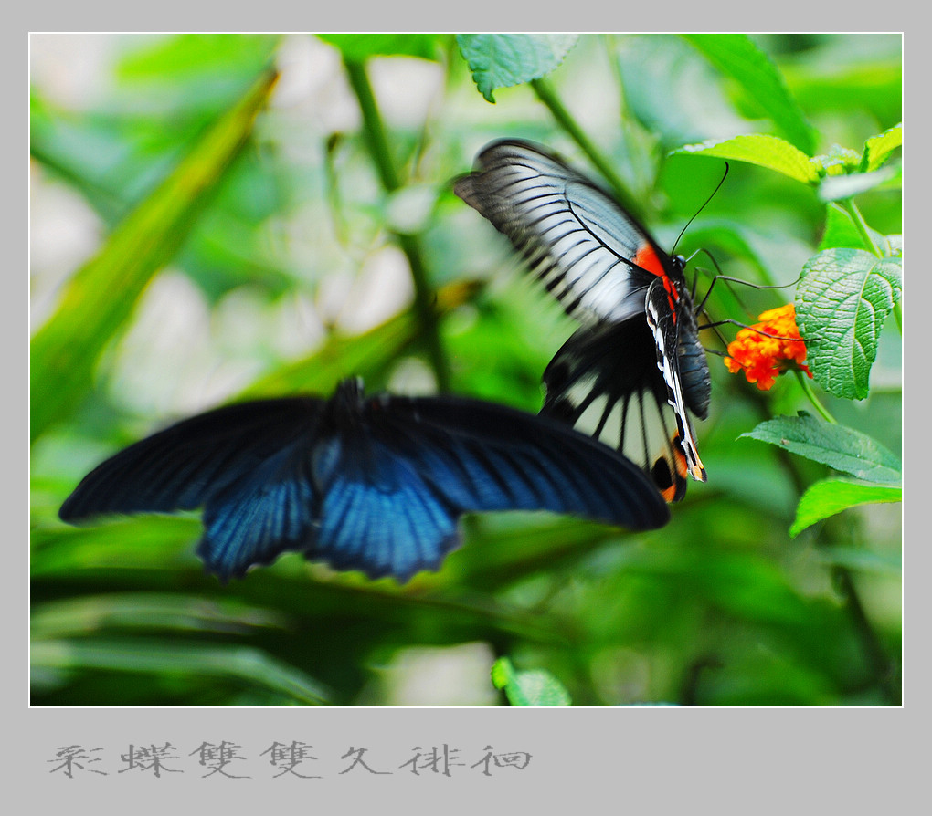 芭蕾舞蝴蝶剧《梁祝》——第二幕 华丽的乐章《追逐嬉戏》（1） 摄影 竹林後山人