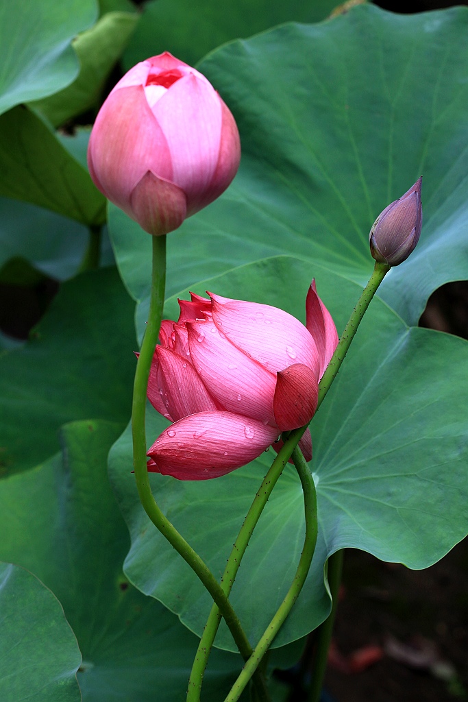 甜蜜相伴4 摄影 永纯