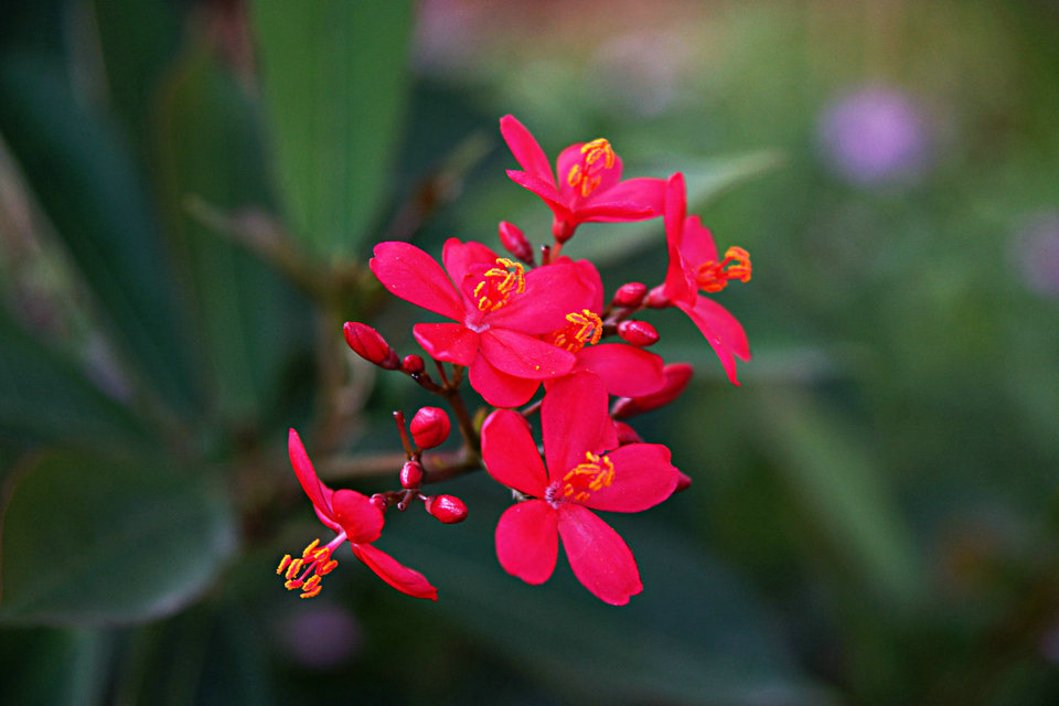 小花 摄影 兵仔