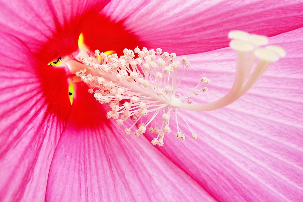 花蕊 5 摄影 野茵