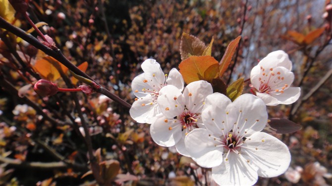 紫叶李花 摄影 待若来年