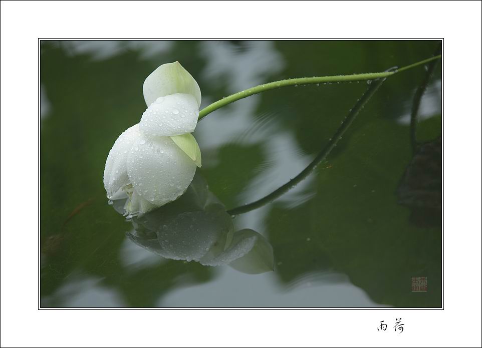 雨荷 摄影 玉米正香