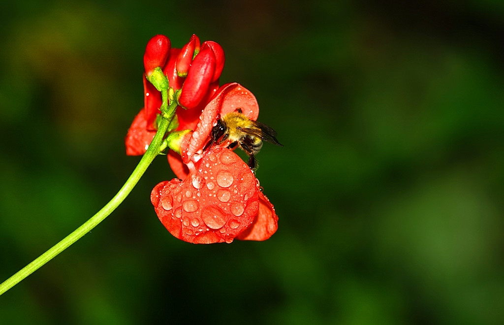 蜂与看豆花 摄影 怡仁