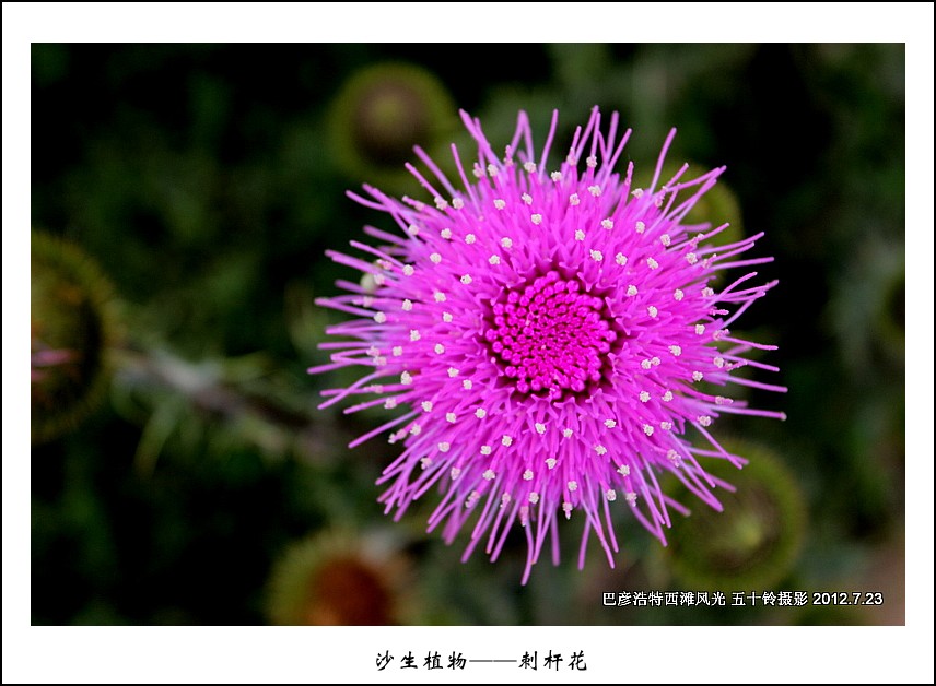 沙生植物——刺杆花 摄影 五十铃