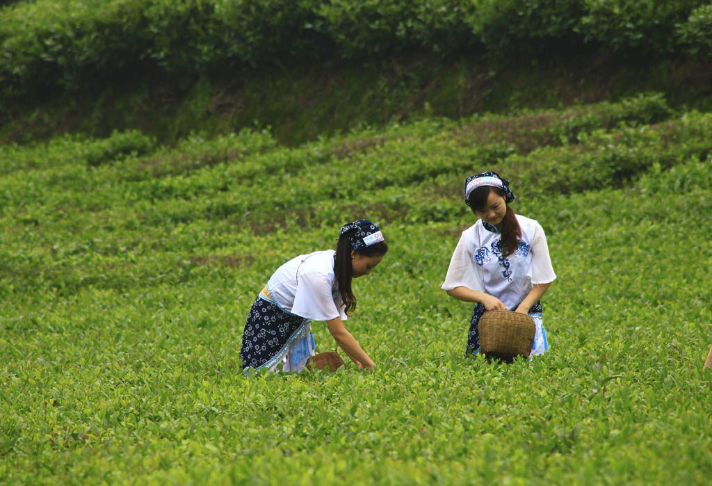 采茶 摄影 少逸