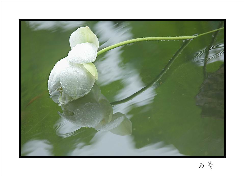 雨荷 摄影 玉米正香