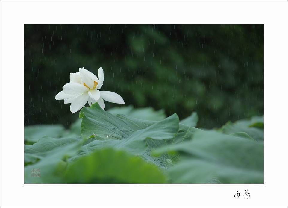 雨荷 摄影 玉米正香