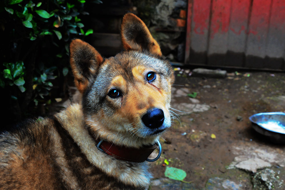 搜山巡逻犬 摄影 高原摄魂