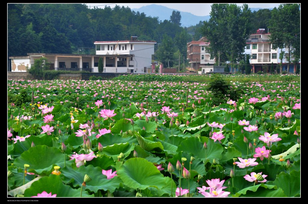 石城风光 摄影 田园笛声