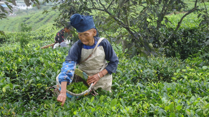 普洱82岁哈尼族采茶 摄影 普洱兰天