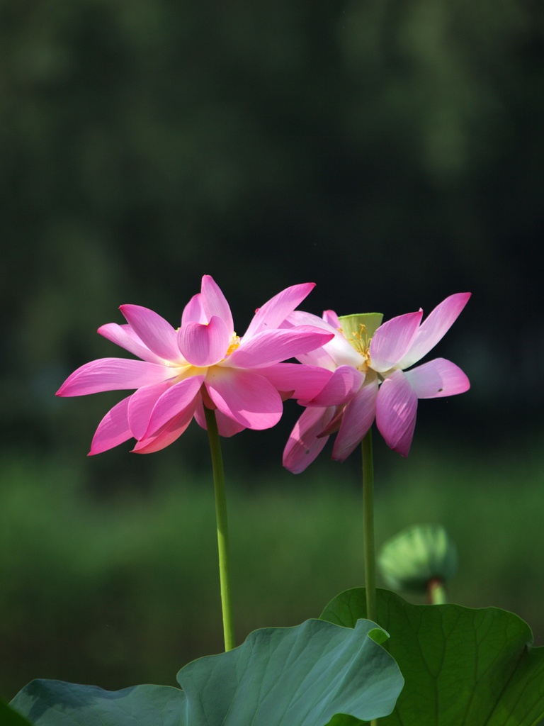 花开并蒂 摄影 qiang1970