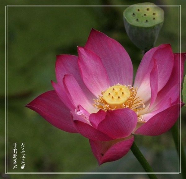 荷花 摄影 随风而去_