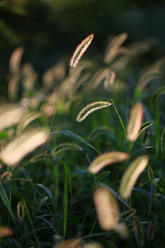 小草 摄影 秦川76