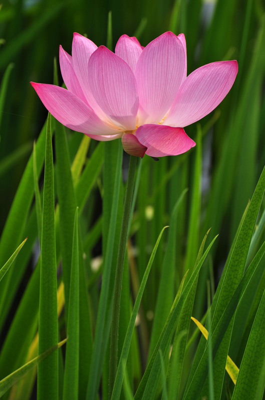 花开别家（花的名字叫火花） 摄影 清沁安琪