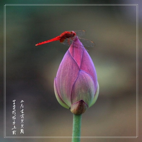 荷花.蜻蜓 摄影 随风而去_