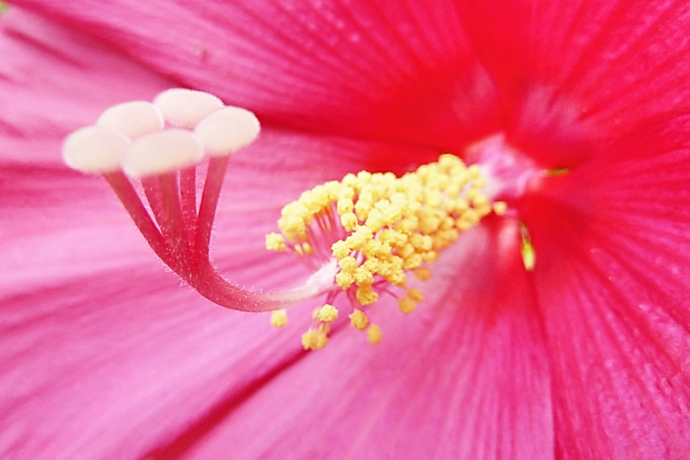 花蕊 7 摄影 野茵