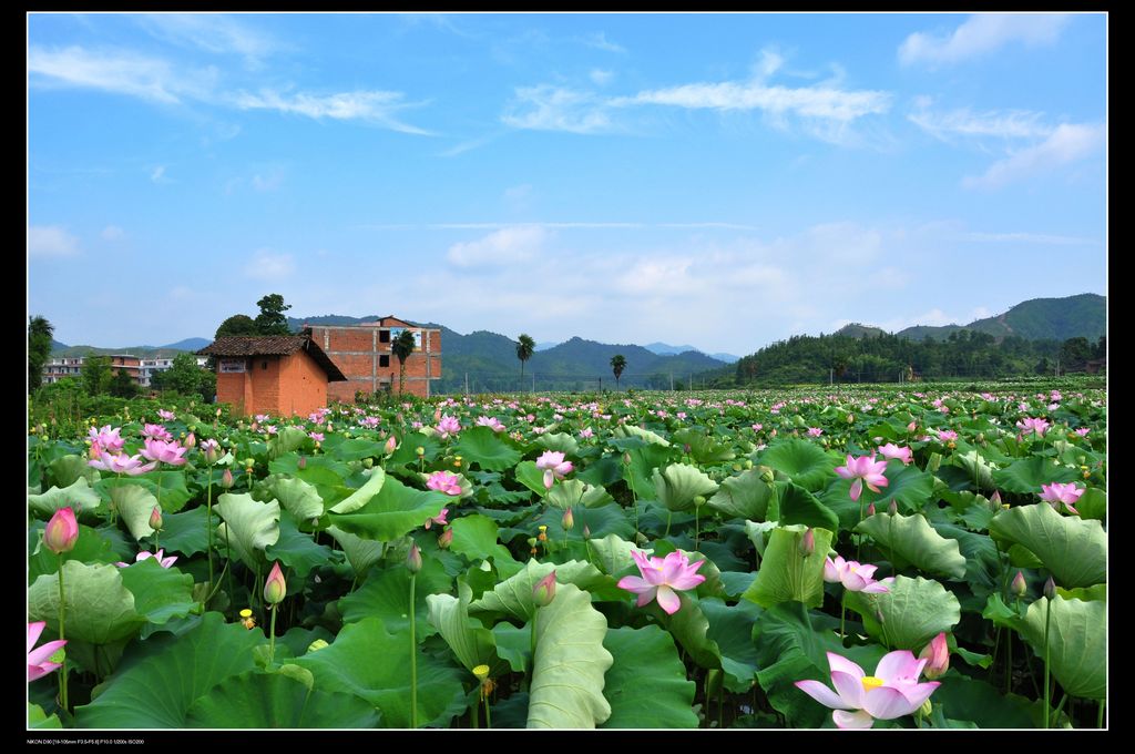 石城风光 摄影 田园笛声