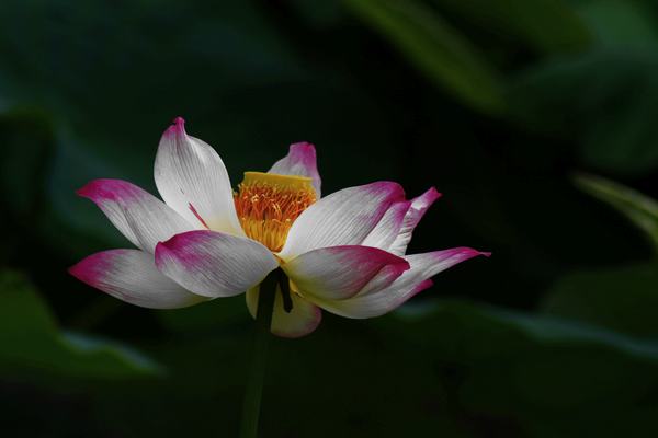 夏的密码6 摄影 唱歌的虫虫