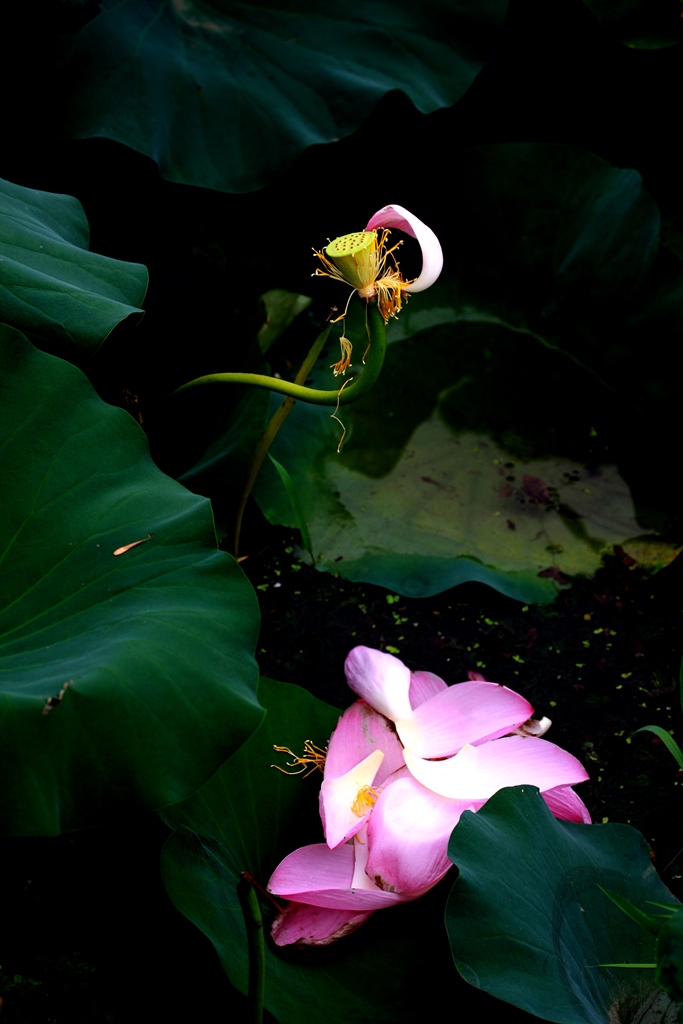 花落韵存 摄影 冬宝