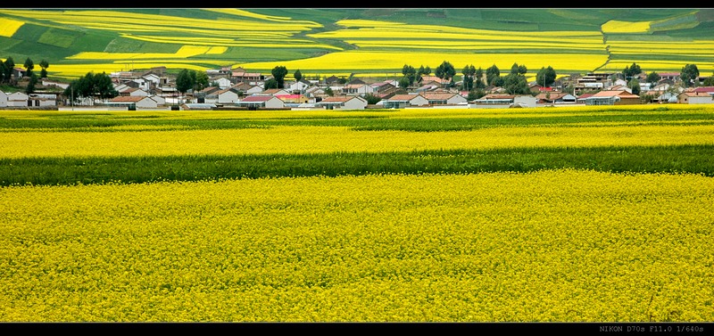 油莱花 摄影 开山斧