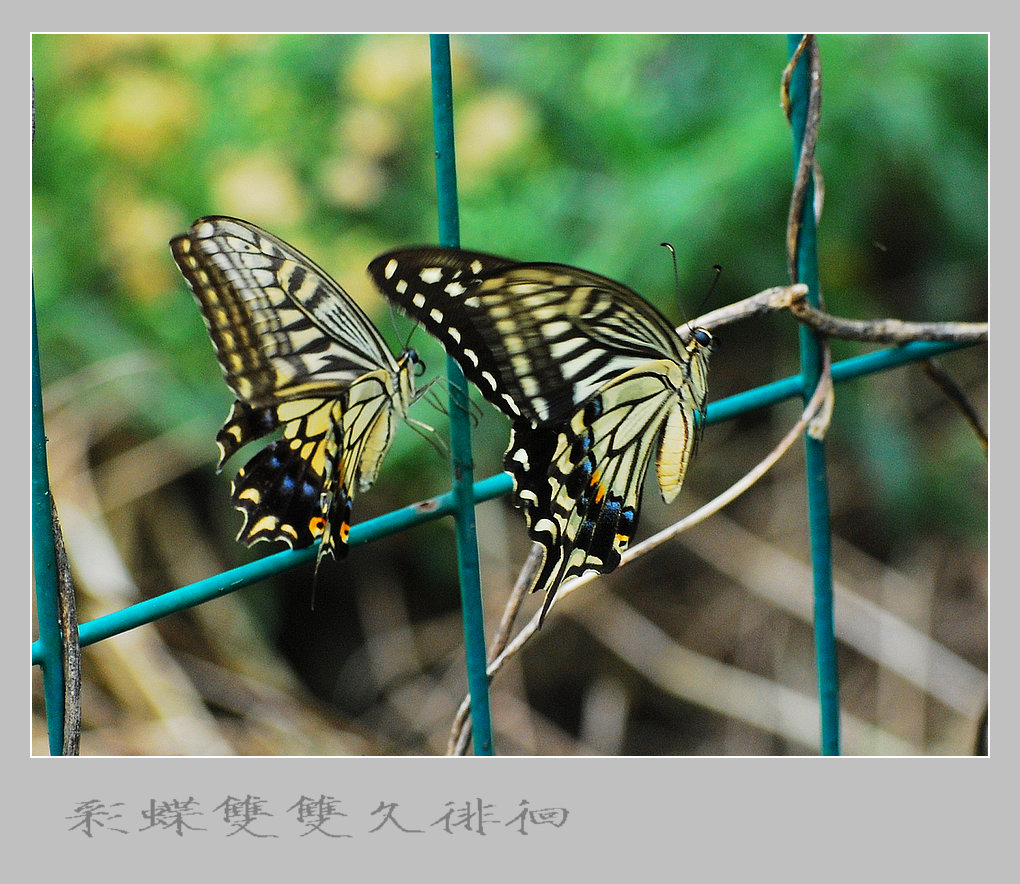 芭蕾舞蝴蝶剧《梁祝》——第三幕 柔情的慢板 围栏相送（3） 摄影 竹林後山人